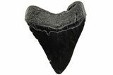 Fossil Megalodon Tooth - South Carolina #200815-1